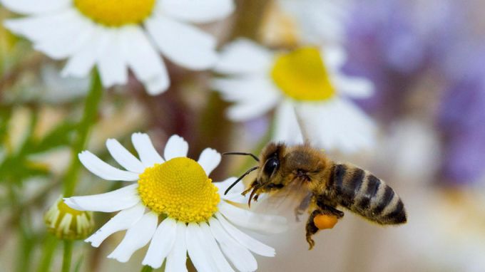 15-то Mеждународно изложение-договаряне по пчеларство се открива в Плевен