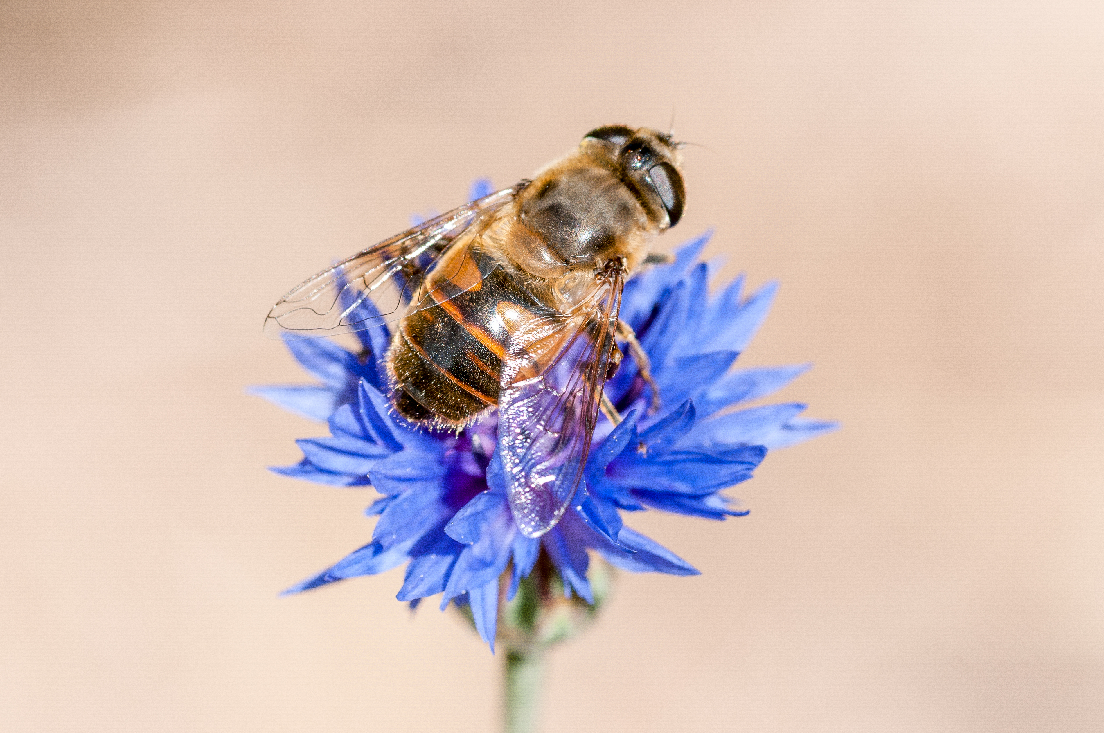 Пчелите, които са важна част от уникална симбиоза с растенията в природата, вече могат да бъдат заместени от дрон