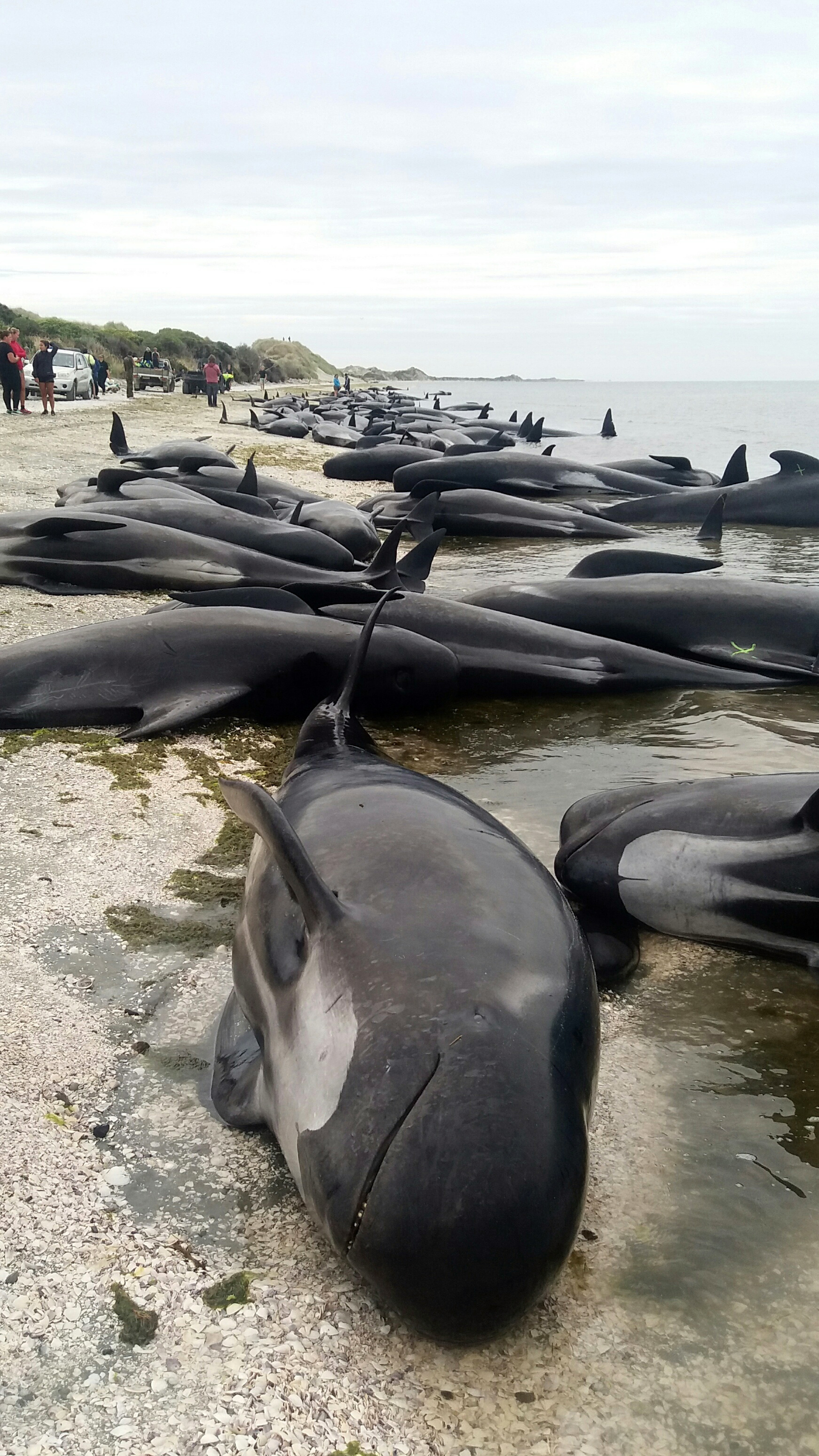 Почему киты выбрасываются на берегу. Дельфины Гринда. В новой Зеландии дельфины выбросились на берег. Выбрасывание китообразных на берег. Гринды дельфины и касатки.