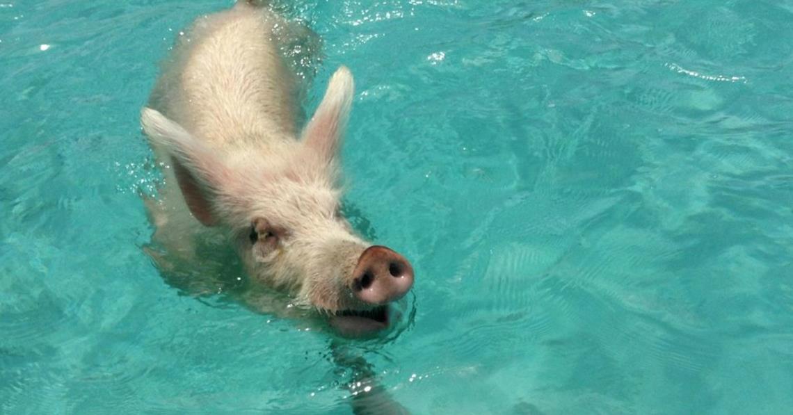 Туристи убиха с алхокол плуващи прасета на Бахамите