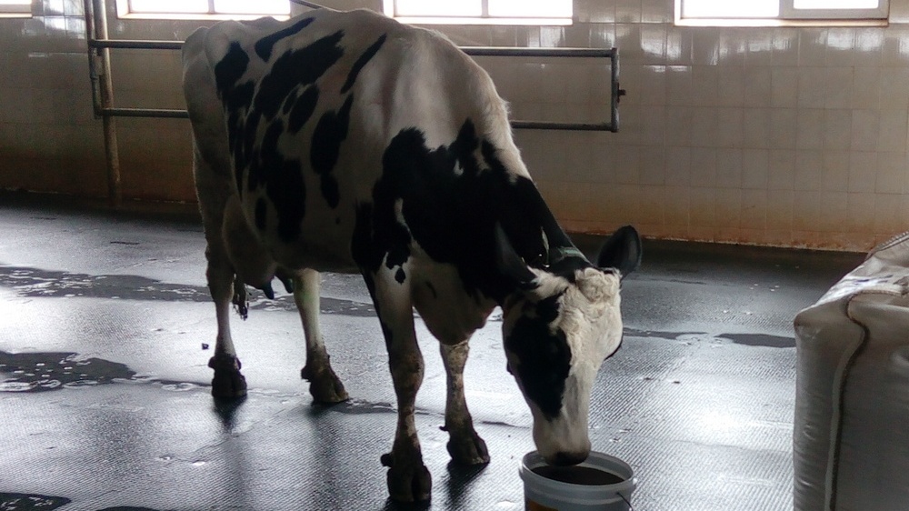 Търси се крава, която да дава четири пъти по-голям млеконадой от африканските (Архив)