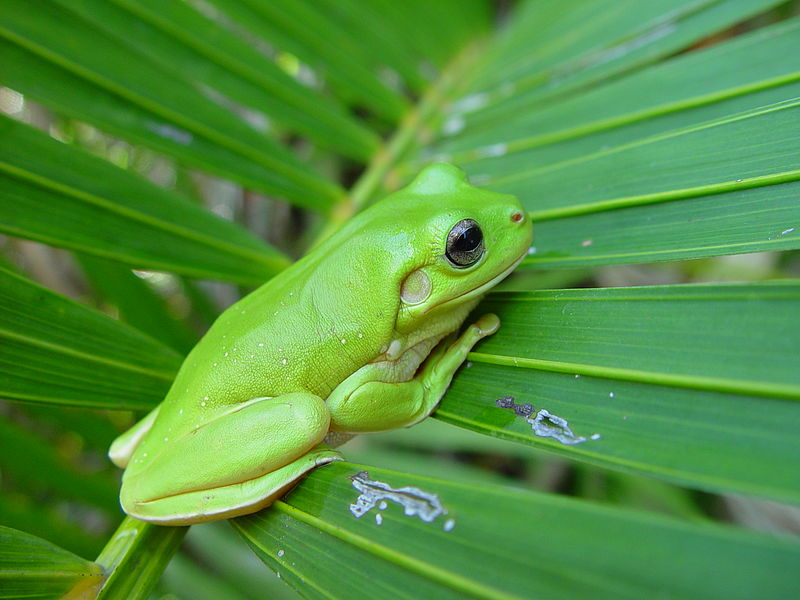 Една пъстра разновидност на дървесните жаби в Южна Америка се е оказа флуоресцираща