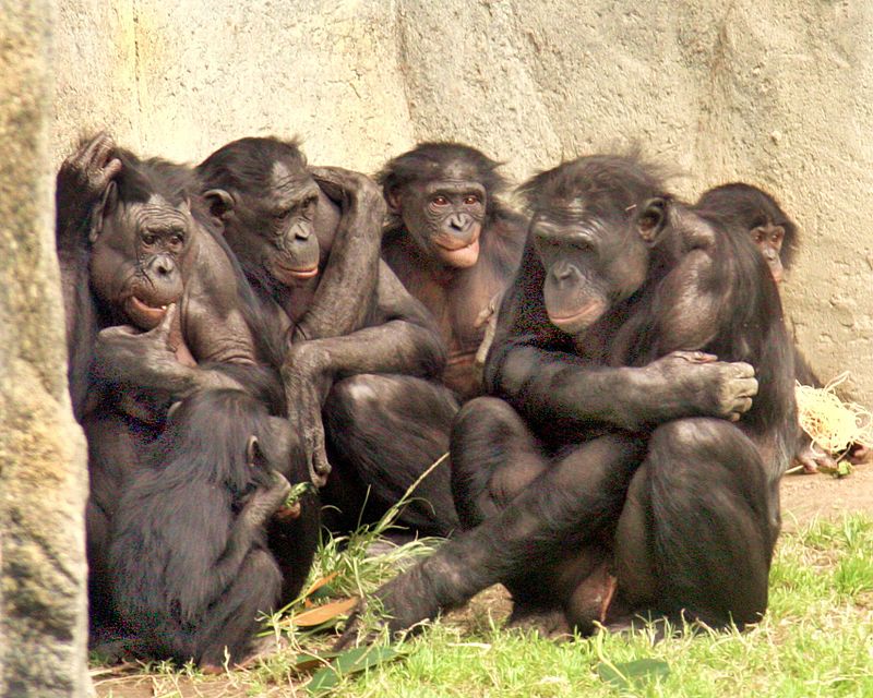 Старите самки са на почит при маймуните бонобо