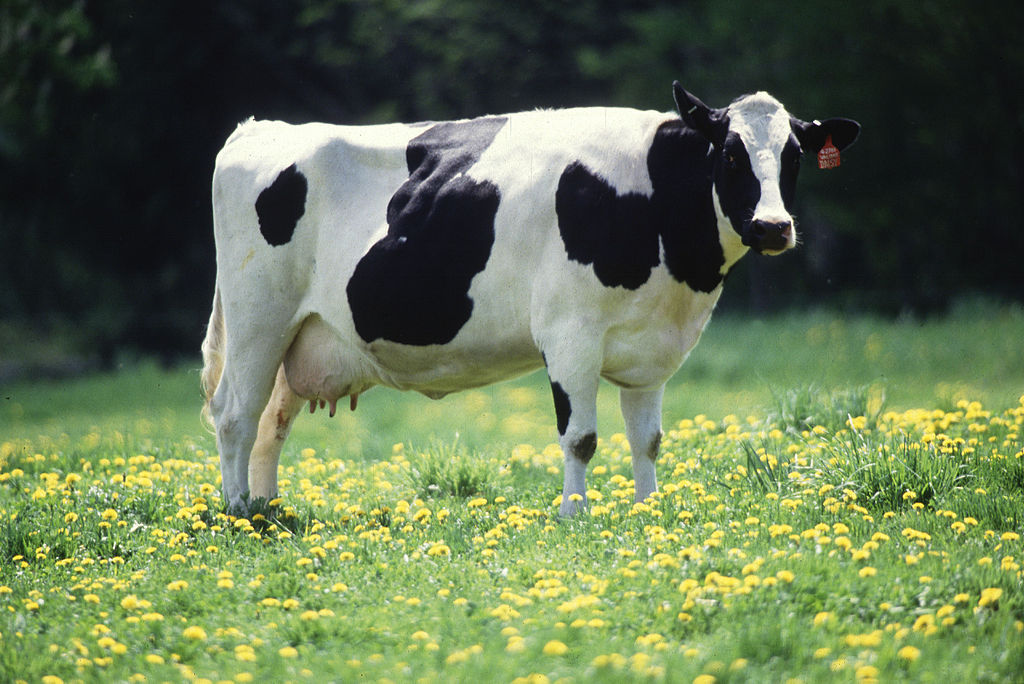 Турция ”експулсира” 40 холандски крави