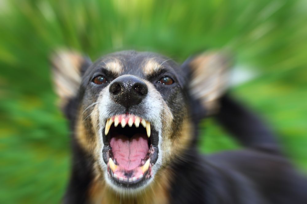 Живеещите в района се оплакаха от агресивни бездомни кучета