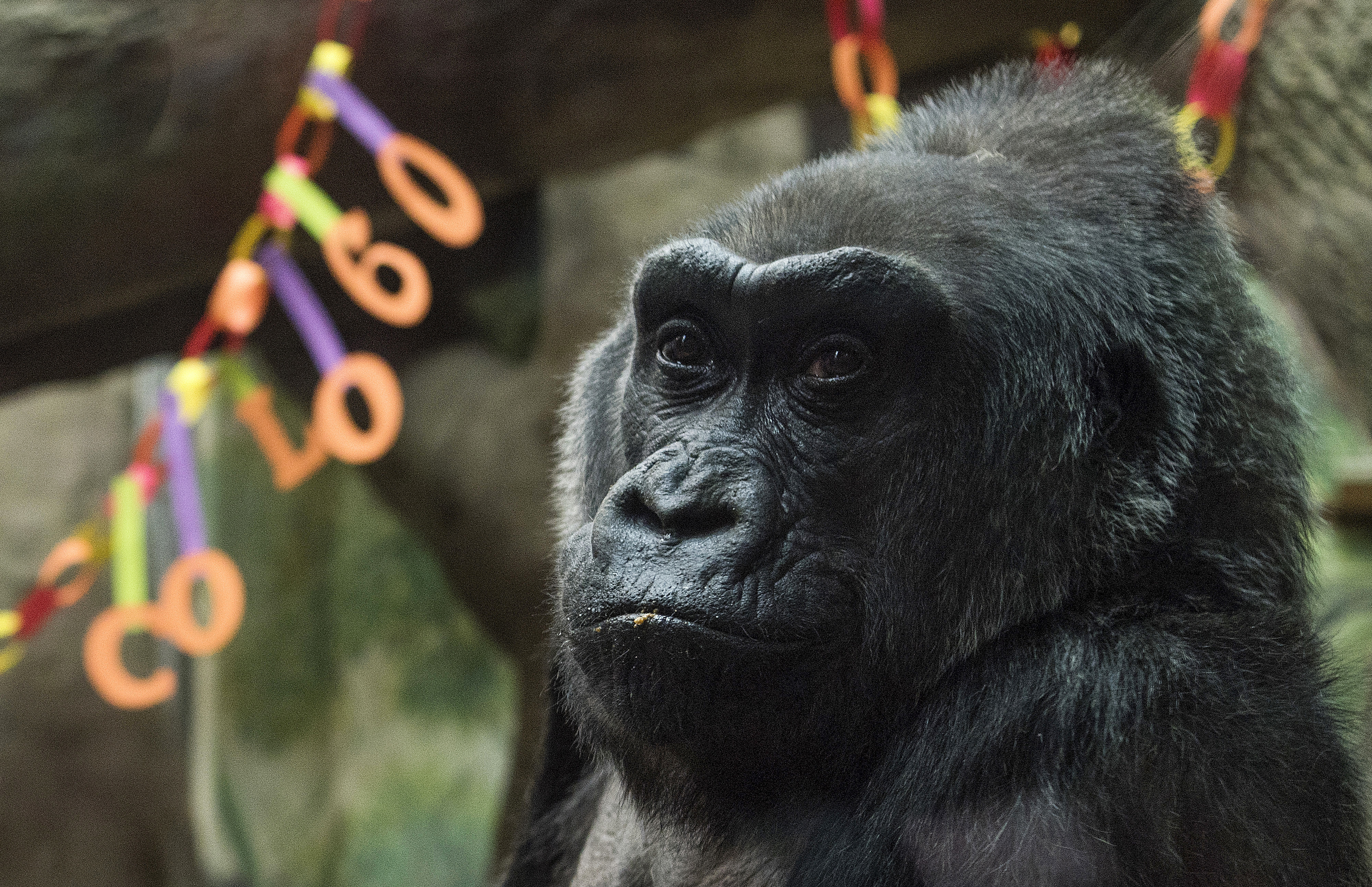 Най-старата горила в зоопарк е умряла от сърдечен удар