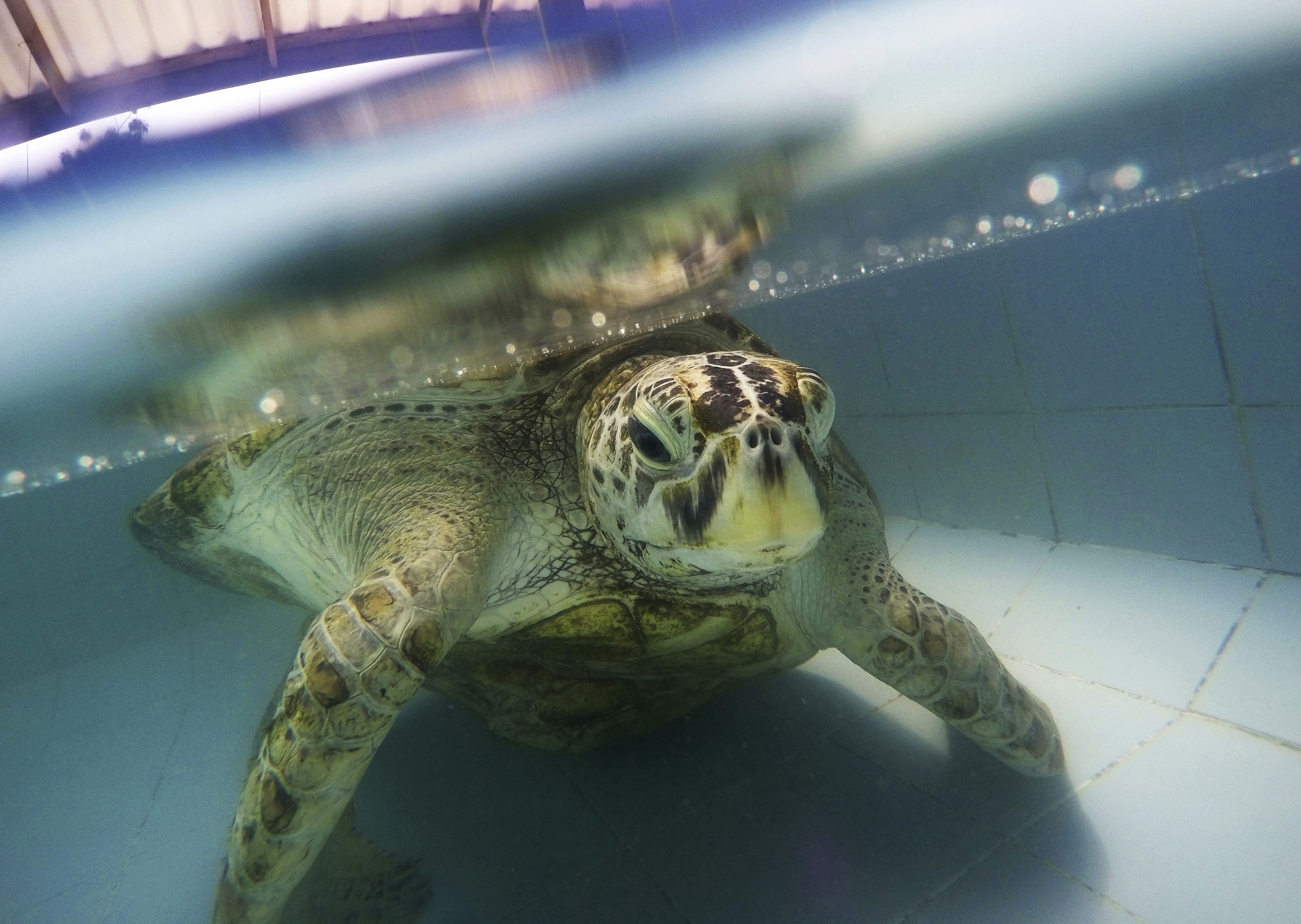 Част от чревната система на 25-годишната костенурка Омсин престанала да функционира