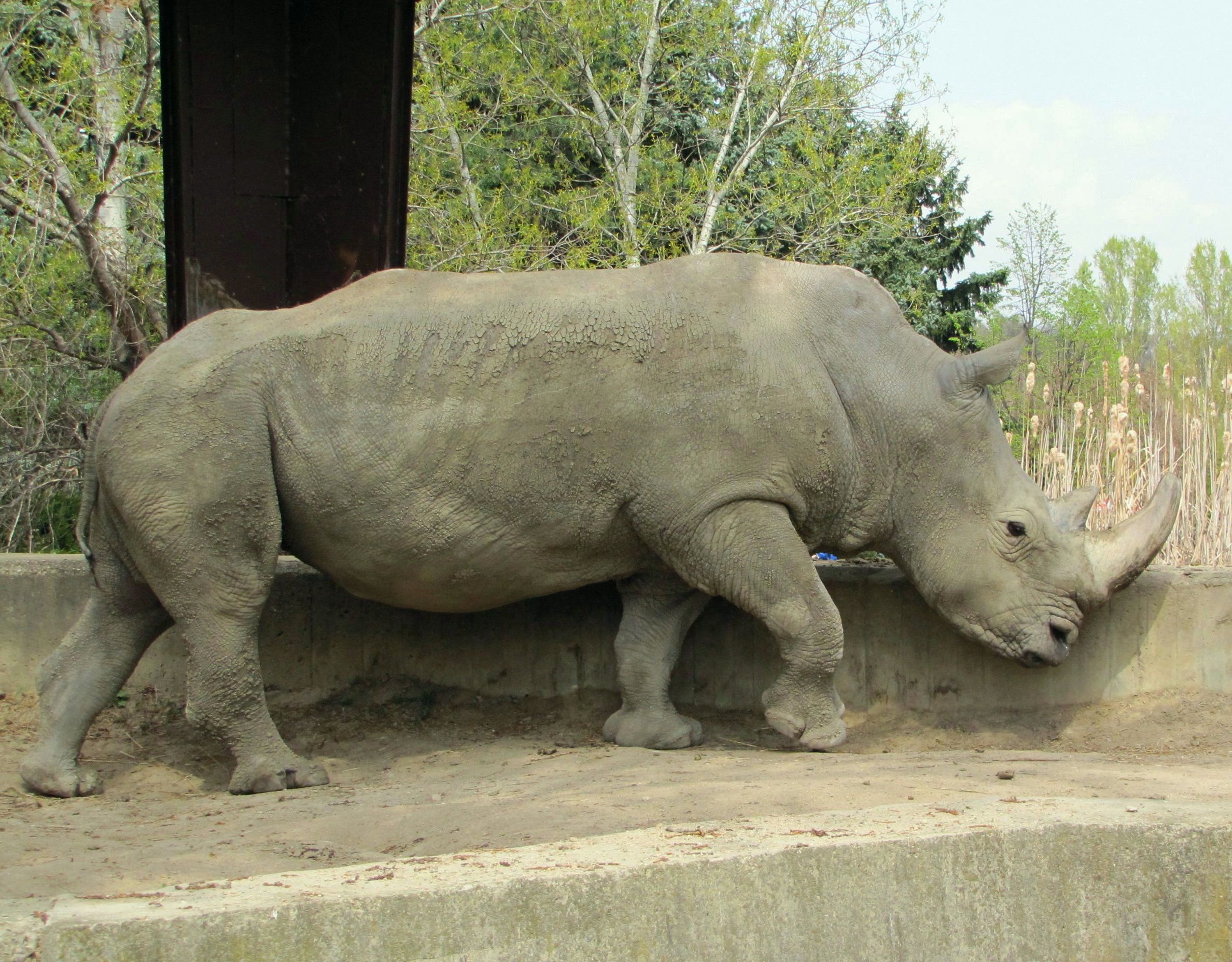 Носорог в зоопарка в София (архивна снимка)