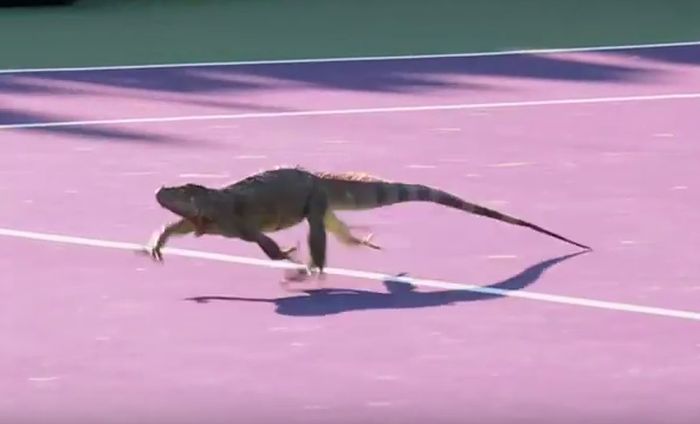 Игуана спря тенис мач, гонят я из корта (видео)