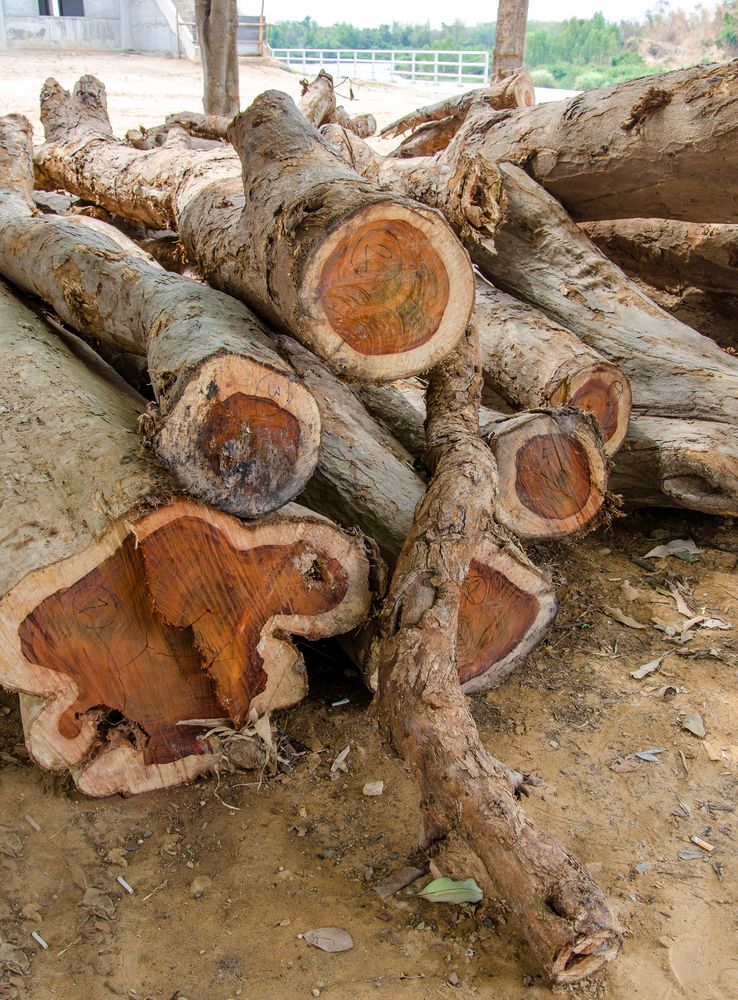 Продажбата на палисандрова дървесина е забранена във Виетнам