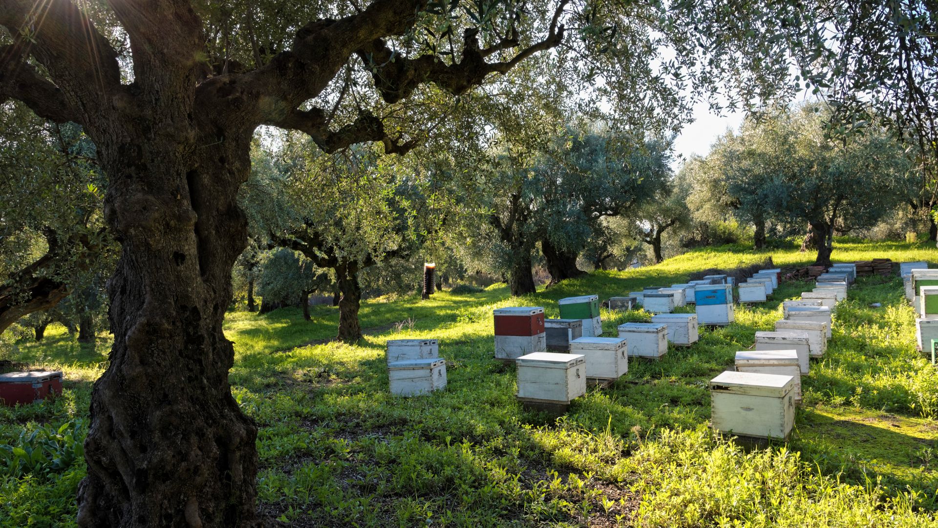 Пчеларите искат компенсации и санкции заради отравянията