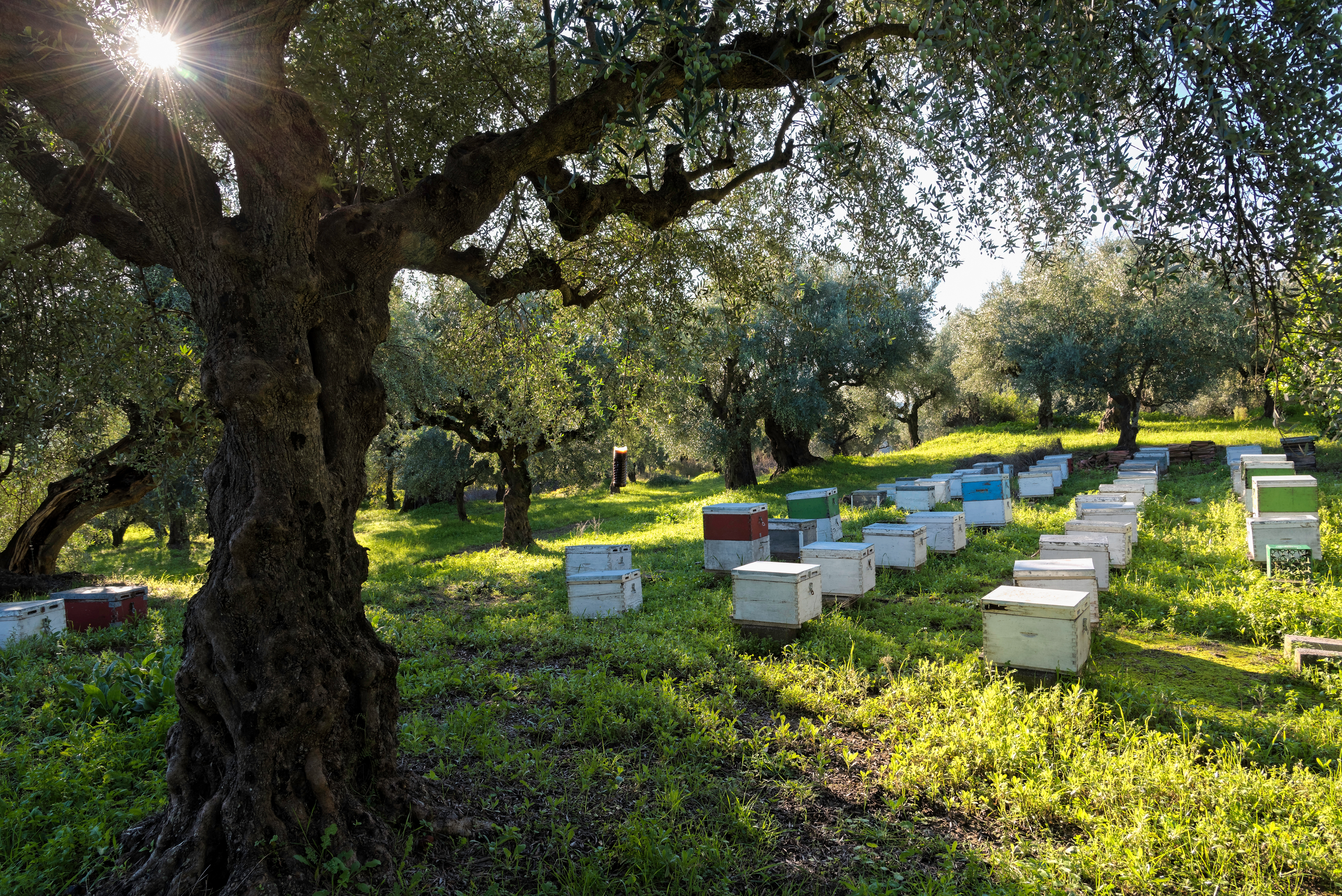 Използването на някои видове пестициди в селското стопанство обрича пчелните семейства на смърт