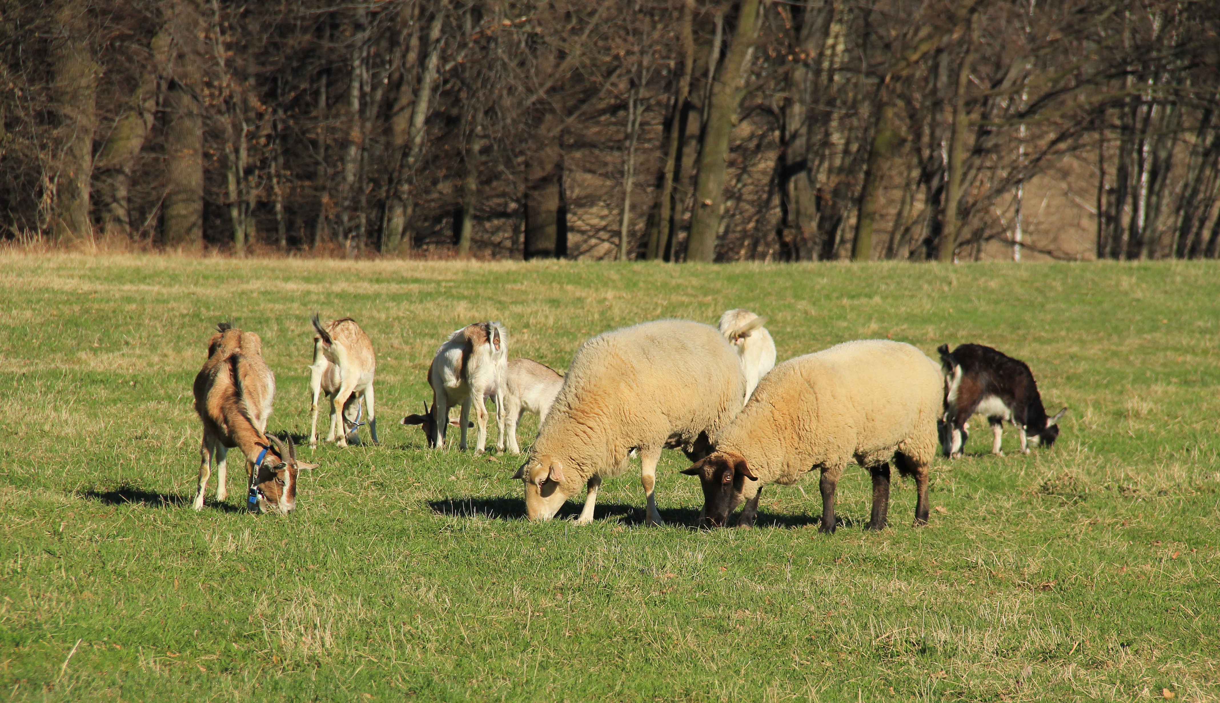 Източник на заразарата сред домашните животни са предимно овце и кози