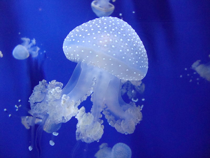 Има видове медузи, способни да мигрират на много големи разстояния