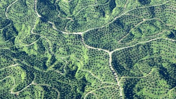 През 2016-а в България са консумирани над 12 хиляди тона палмово масло