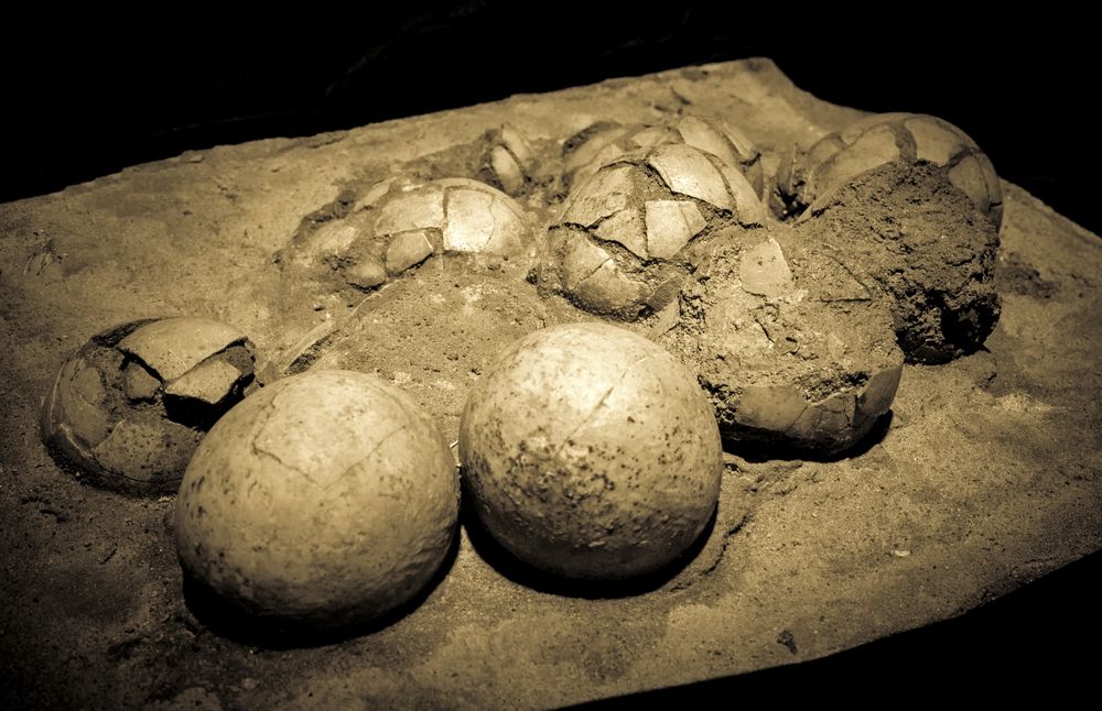 Китаец намери 5 динозавърски яйца на 70 млн. години