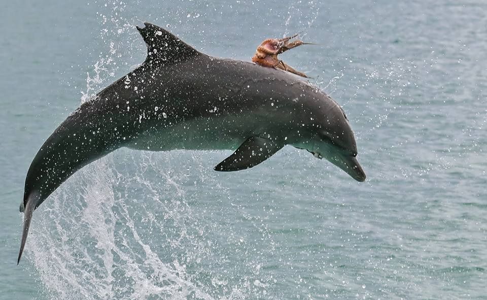 Октопод ”язди” делфин, за да спаси живота си