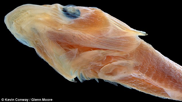 Биолози откриха риба с 2300 остри зъба (видео)