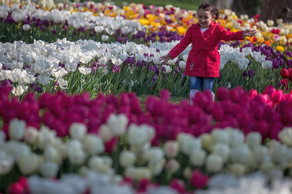 Огромен килим от лалета в Истанбул