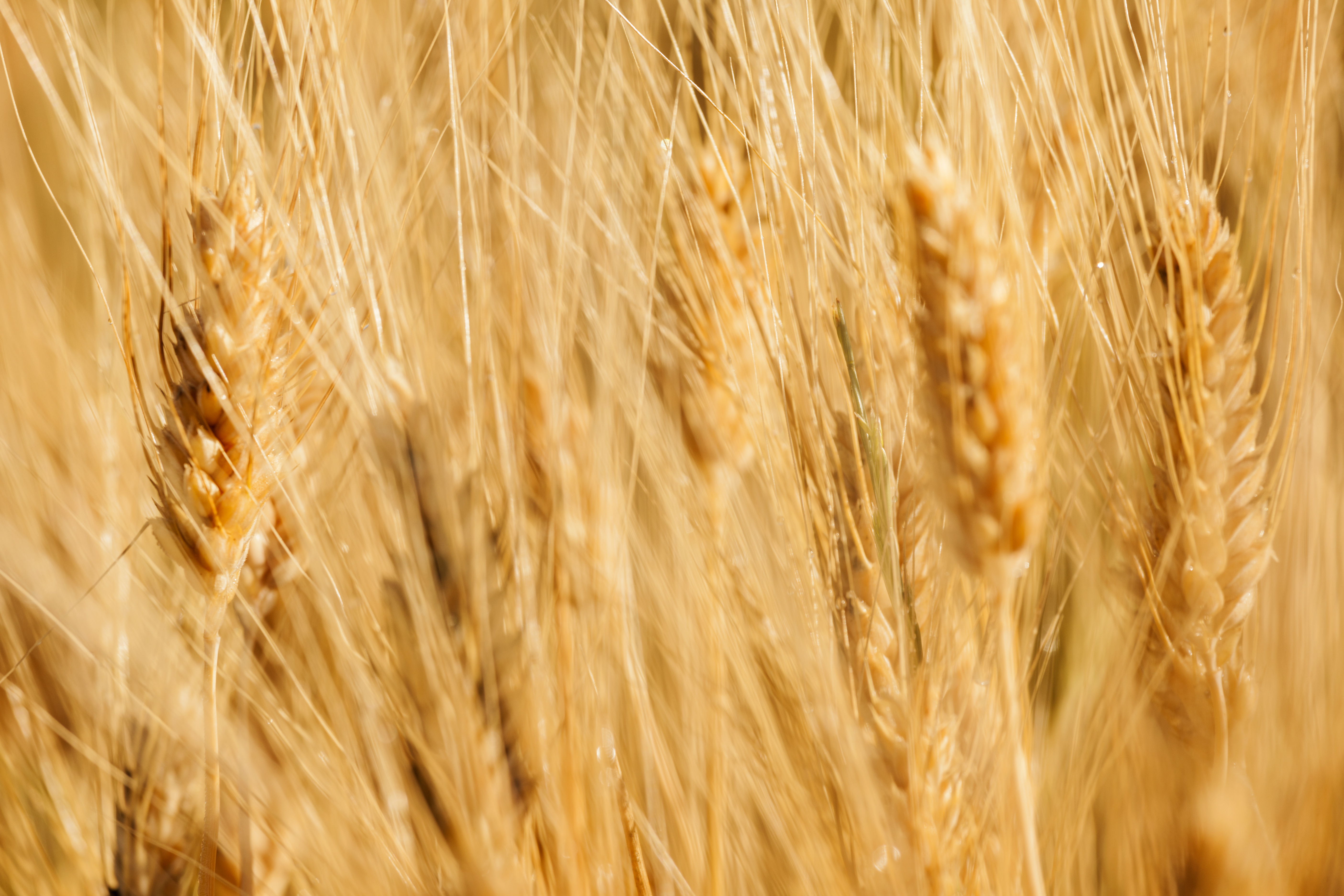 През настоящата година очакваният добив на пшеница в Русия е на рекордно високи нива
