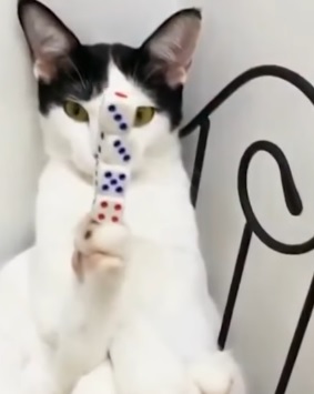Котка прави фокуси с карти и зарчета (видео)