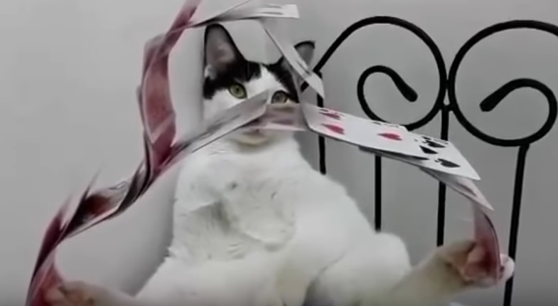 Котка прави фокуси