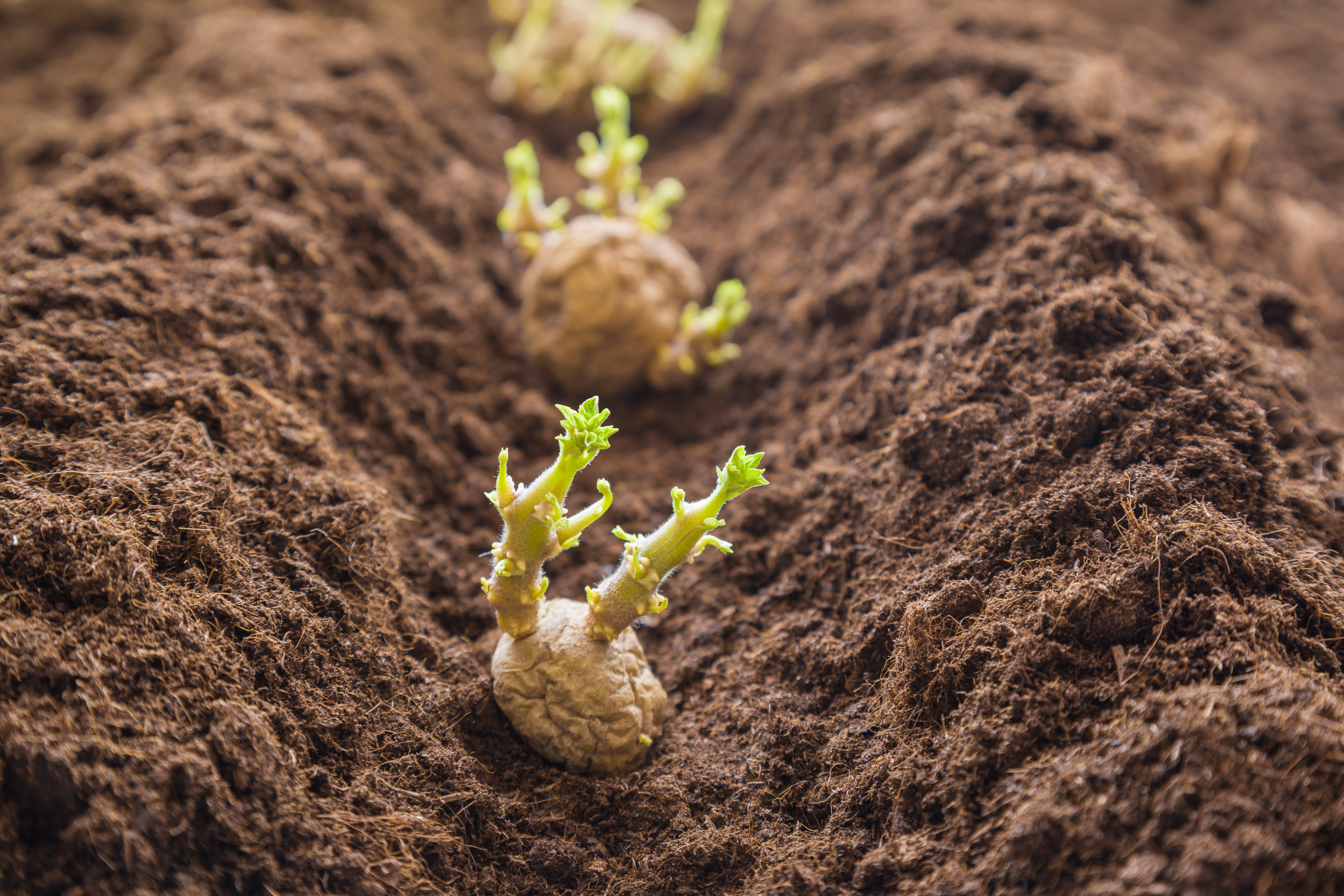 Чем удобрить землю перед посадкой картофеля. Почва картошки. Пророщенный картофель. Картофель в почве. Почва растение урожай.