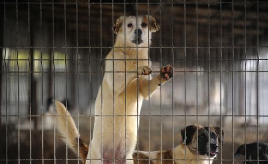”Четири лапи” иска оставки заради ”концлагера” за кучета