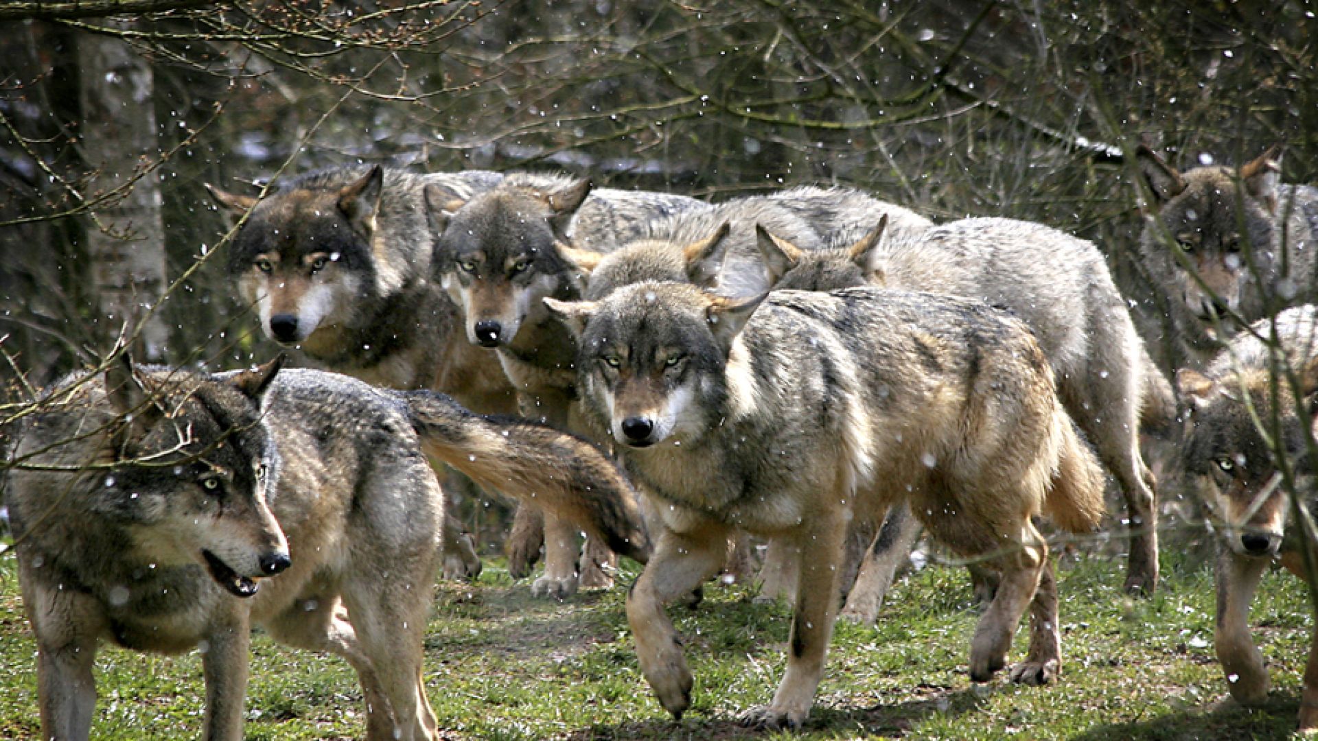 Вълци от Чернобил могат да докарат радиоактивни гени в Европа