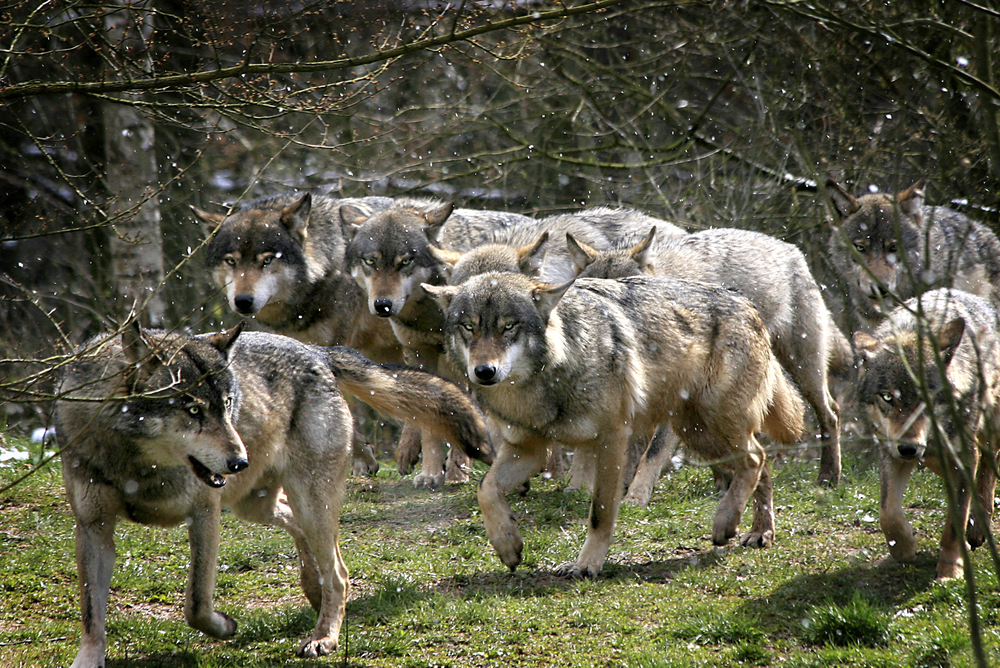 След аварията в електроцентралата Чернобил през 1986 г., изоставеният от хората район се превърна в дом на много вълци