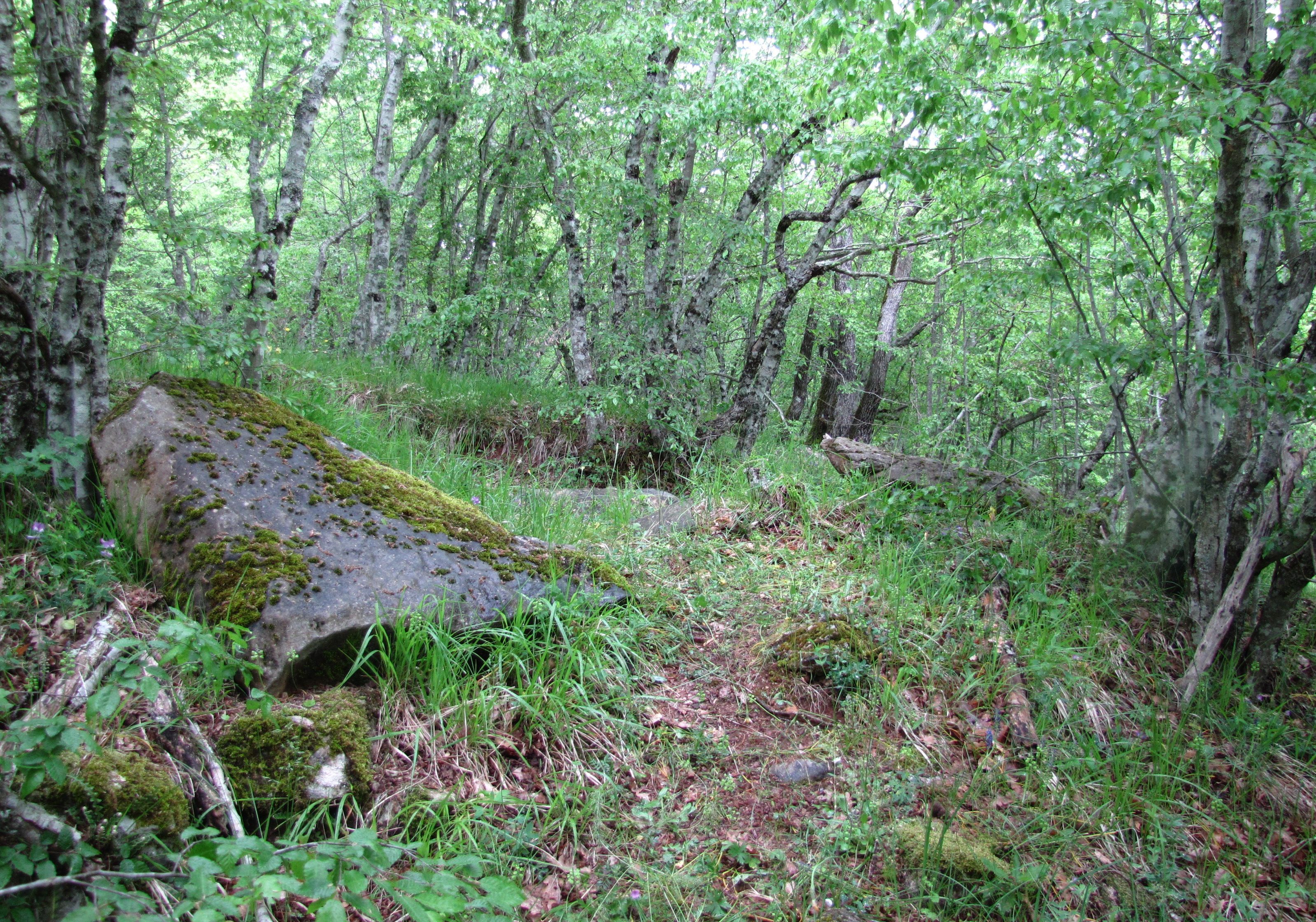 Инцидентът е станал в гора край севлиевското село Селище (Сн. Архив)