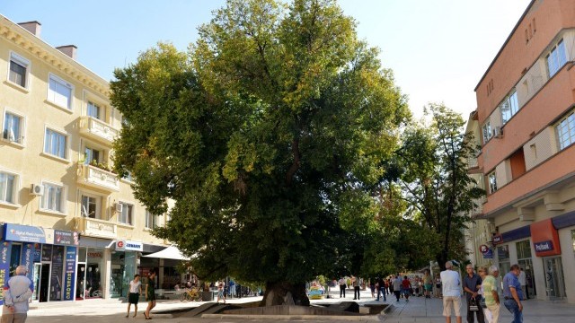 В Сливен ваксинираха Дървото на Европа - Стария бряст
