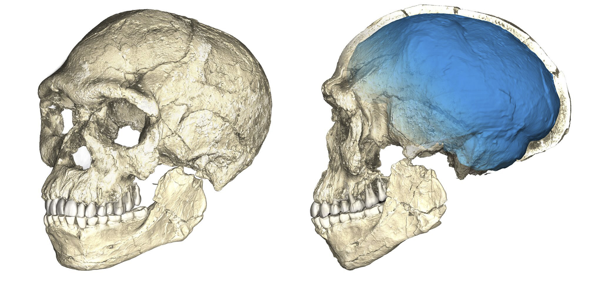 Композирана реконструкция на най-ранните фосили Homo sapiens от Джебел Ирхуд в Мароко