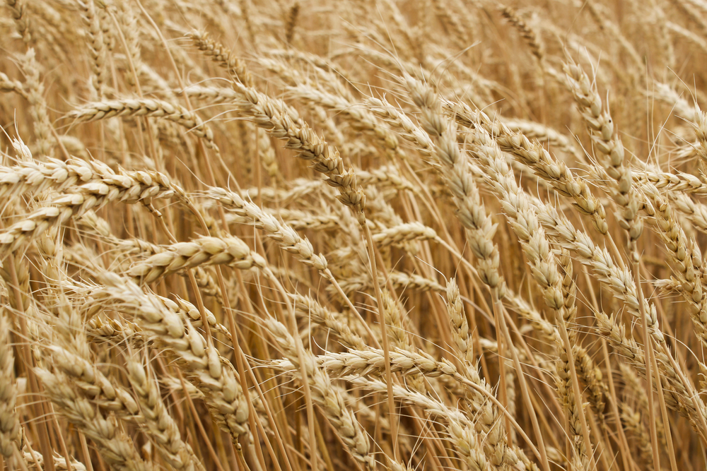 Сред печелившите от затоплянето на климата, е руската пшеница