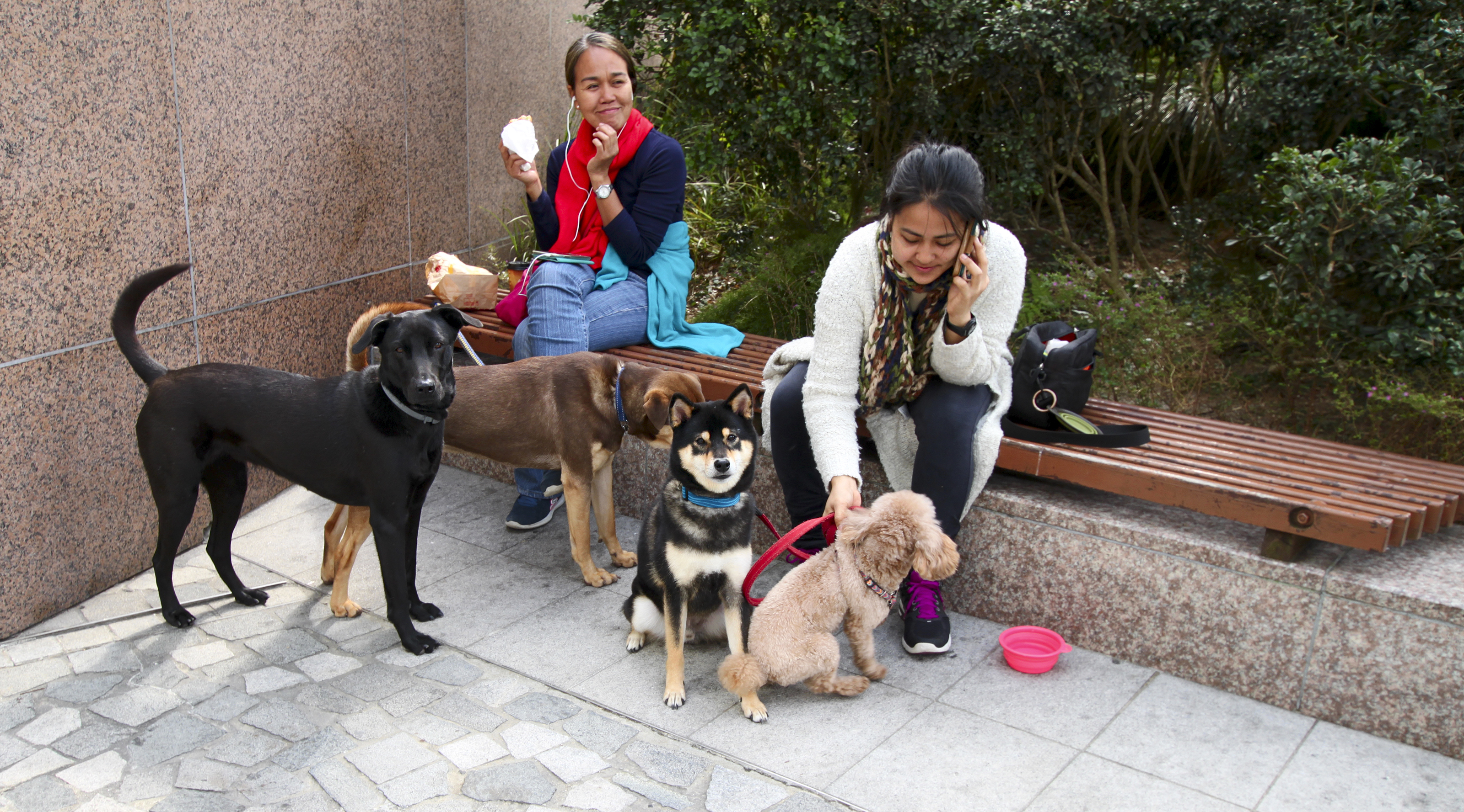 В Китай: Всяко семейство да има по едно куче