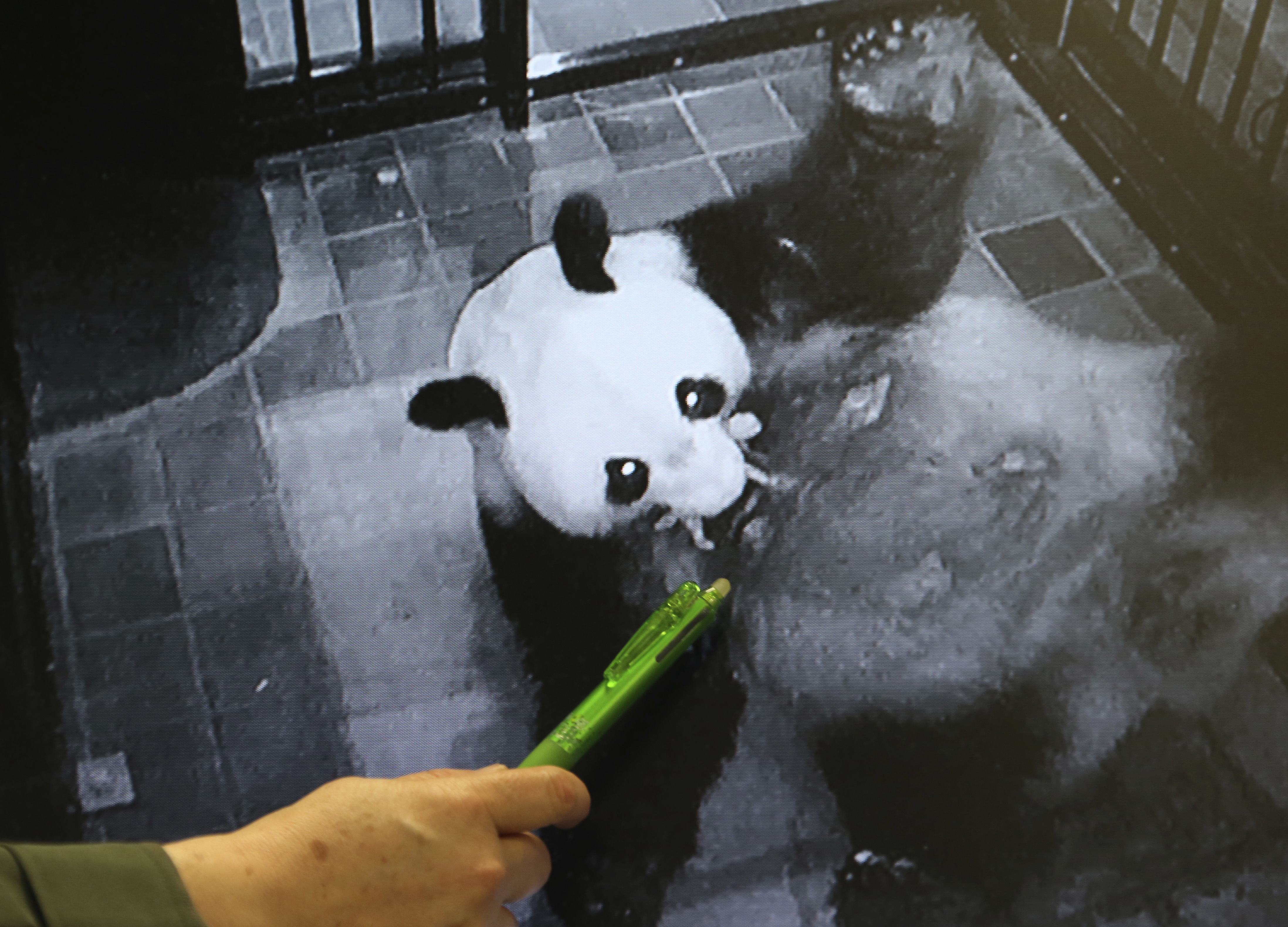 Служителка на зоологическа градина в Токио показва новороденото на гигантската панда Шин Шин