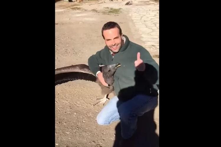 Огромен кондор се завърна при своя спасител (видео)