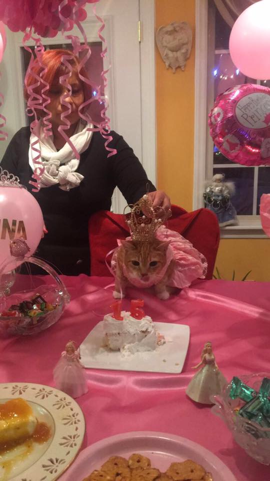 Котка празнува 15-ия си рожден ден