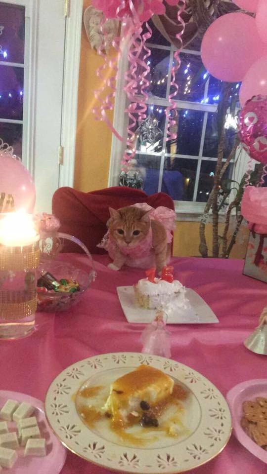 Котка празнува 15-ия си рожден ден