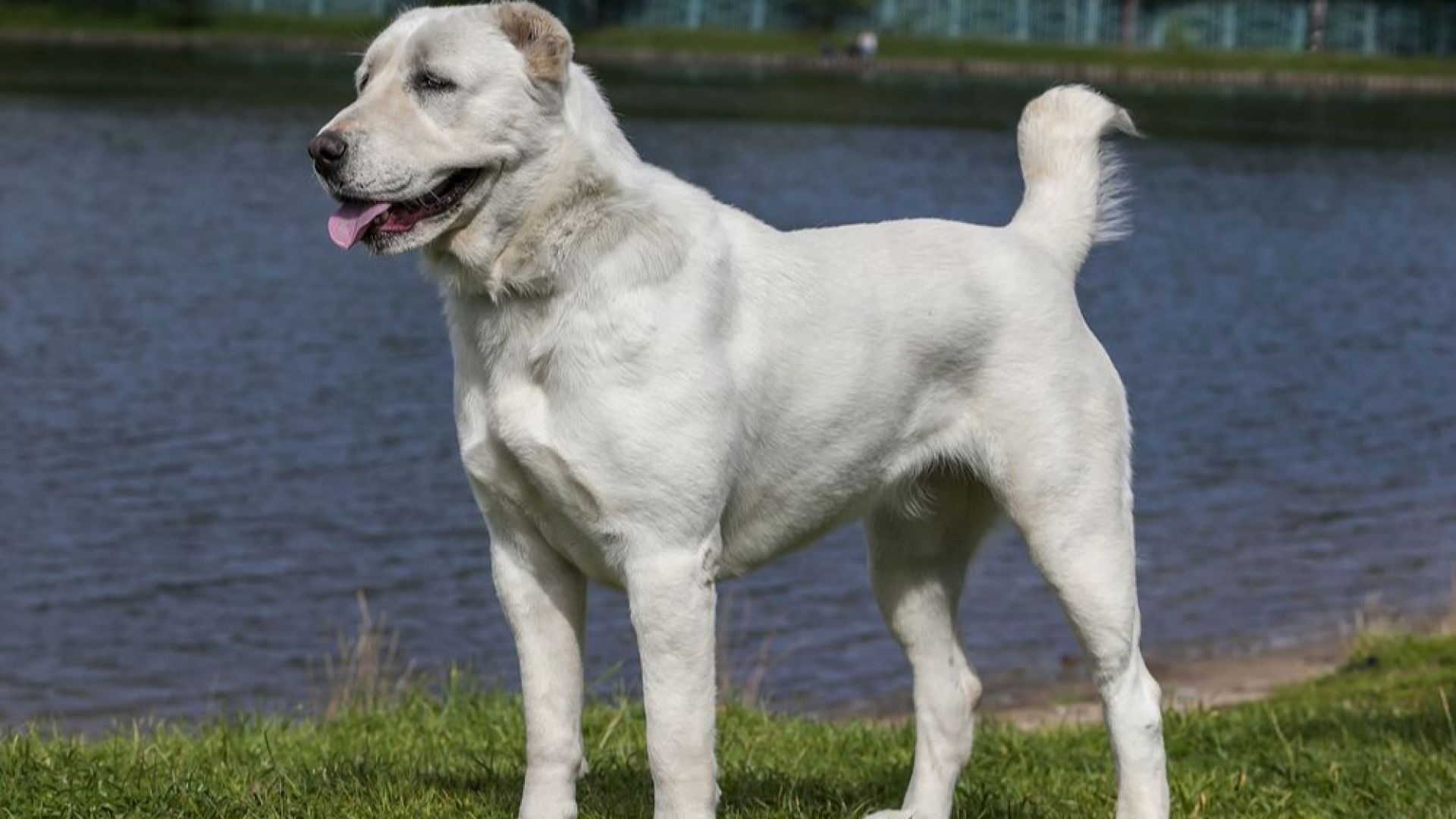 62 годишен мъж е задържан за убийството на три породисти кучета