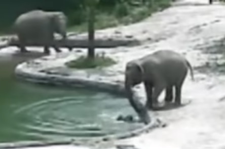 Слонове спасиха малко слонче от удавяне в зоопарк