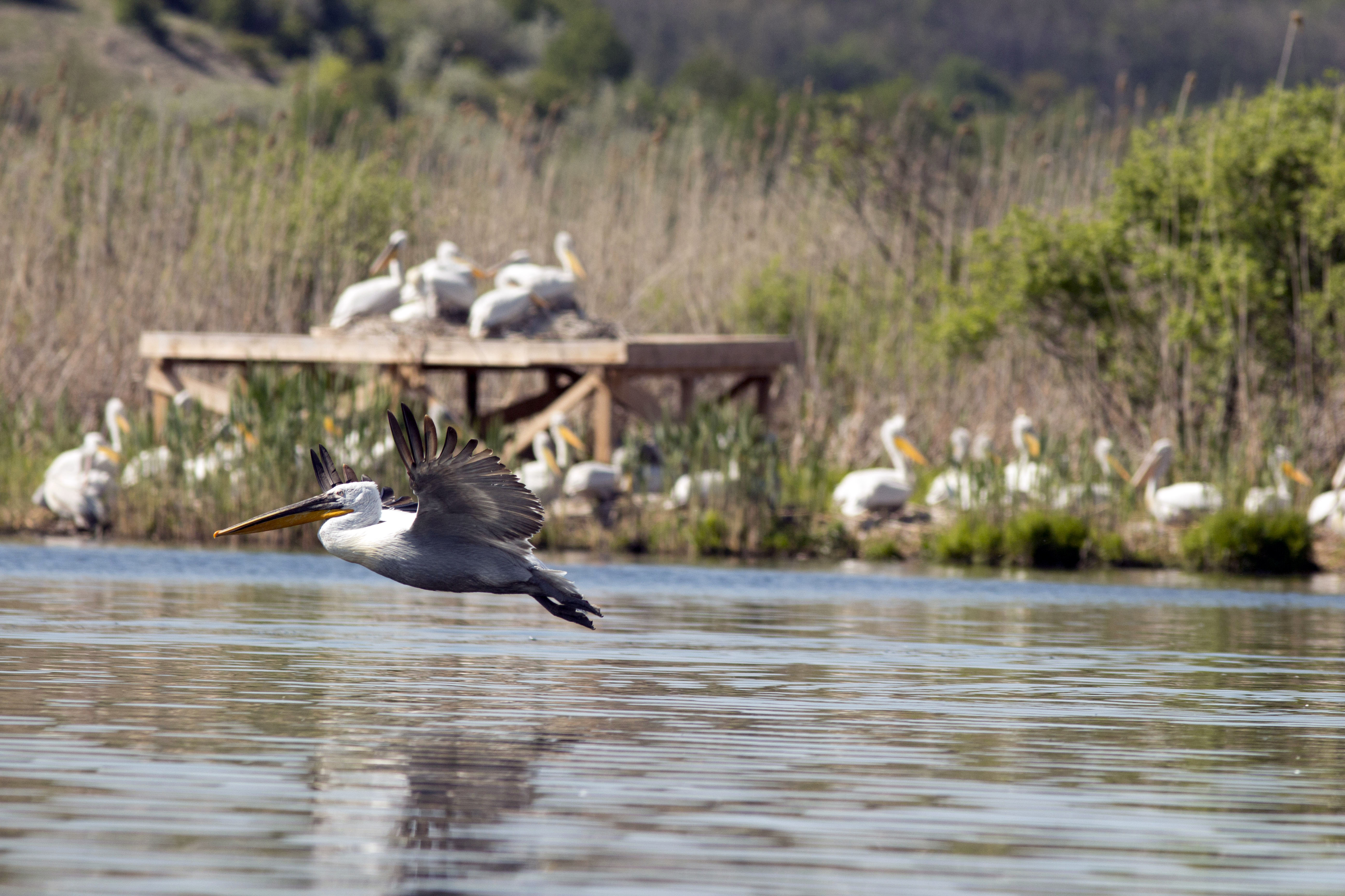 Очаква се пеликаните да се завърнат в Сребърна след разтапянето на леда в езерото