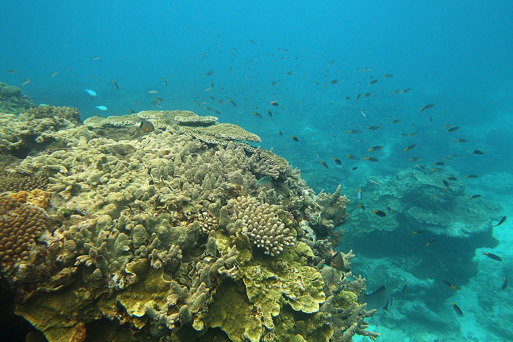Големият бариерен риф оценен на $ 42 милиарда