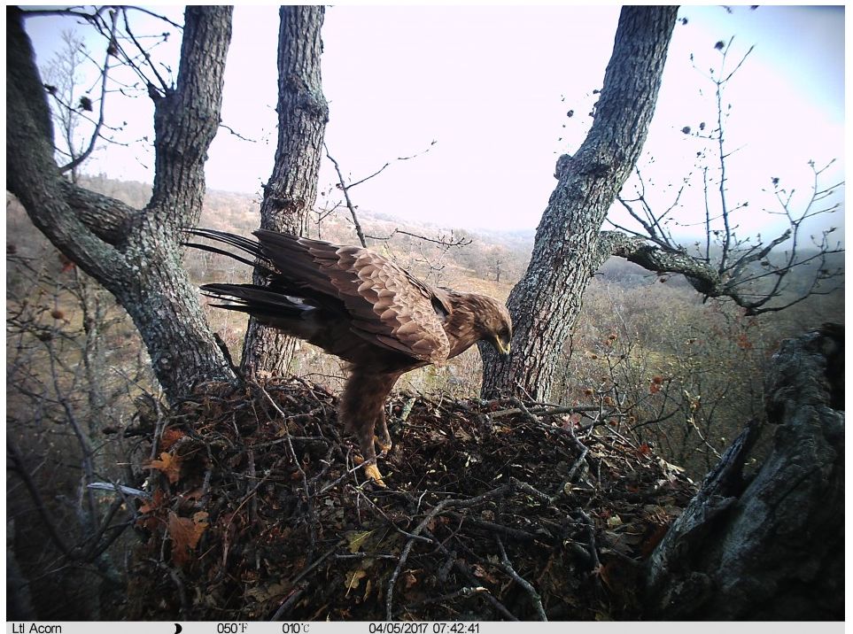 Заложиха фотокапан в гнездата на креслив орел