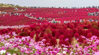 Чудото на парк Хитачи: Небето и цветните полета