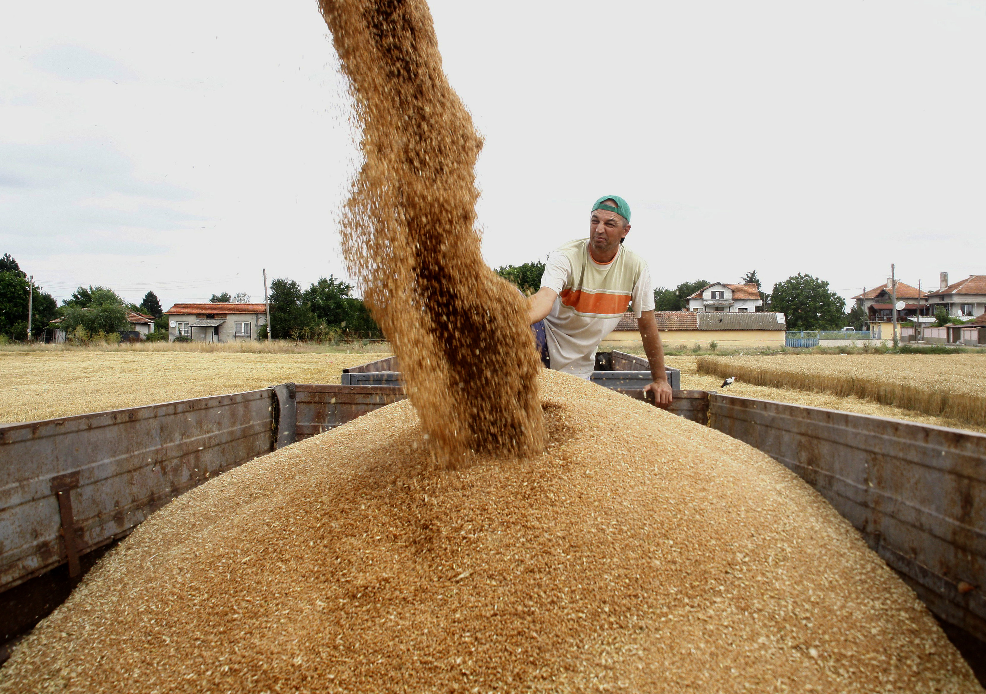 За първи път от шест години производството на пшеница в света ще е по-малко от потреблението