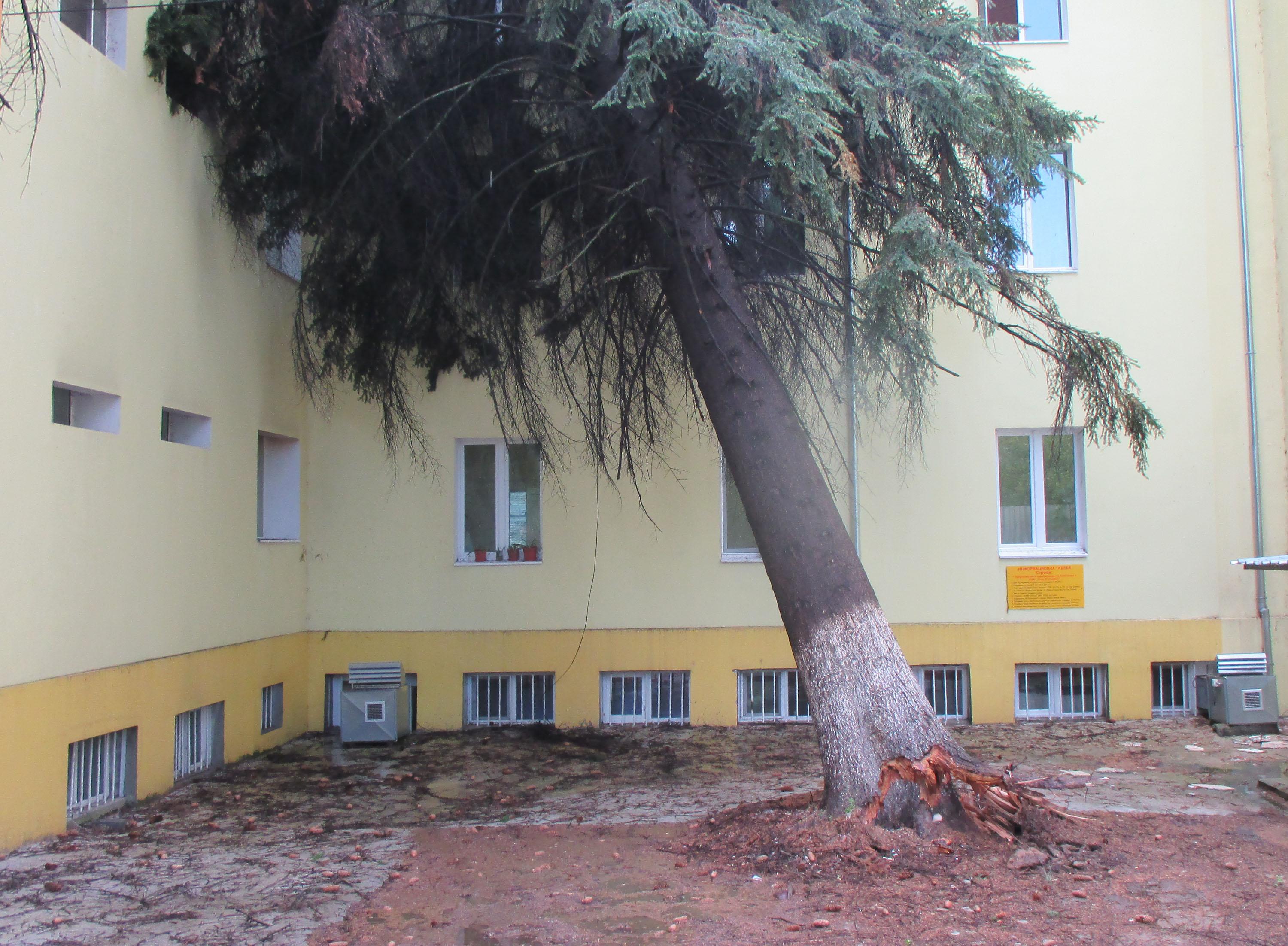 Ураган в Гоце Делчев: Дърво падна върху болница