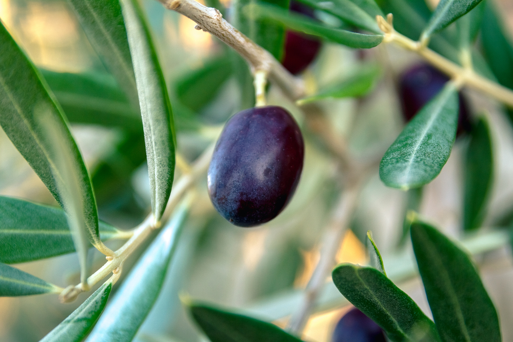 На много места в България могат да растат маслини