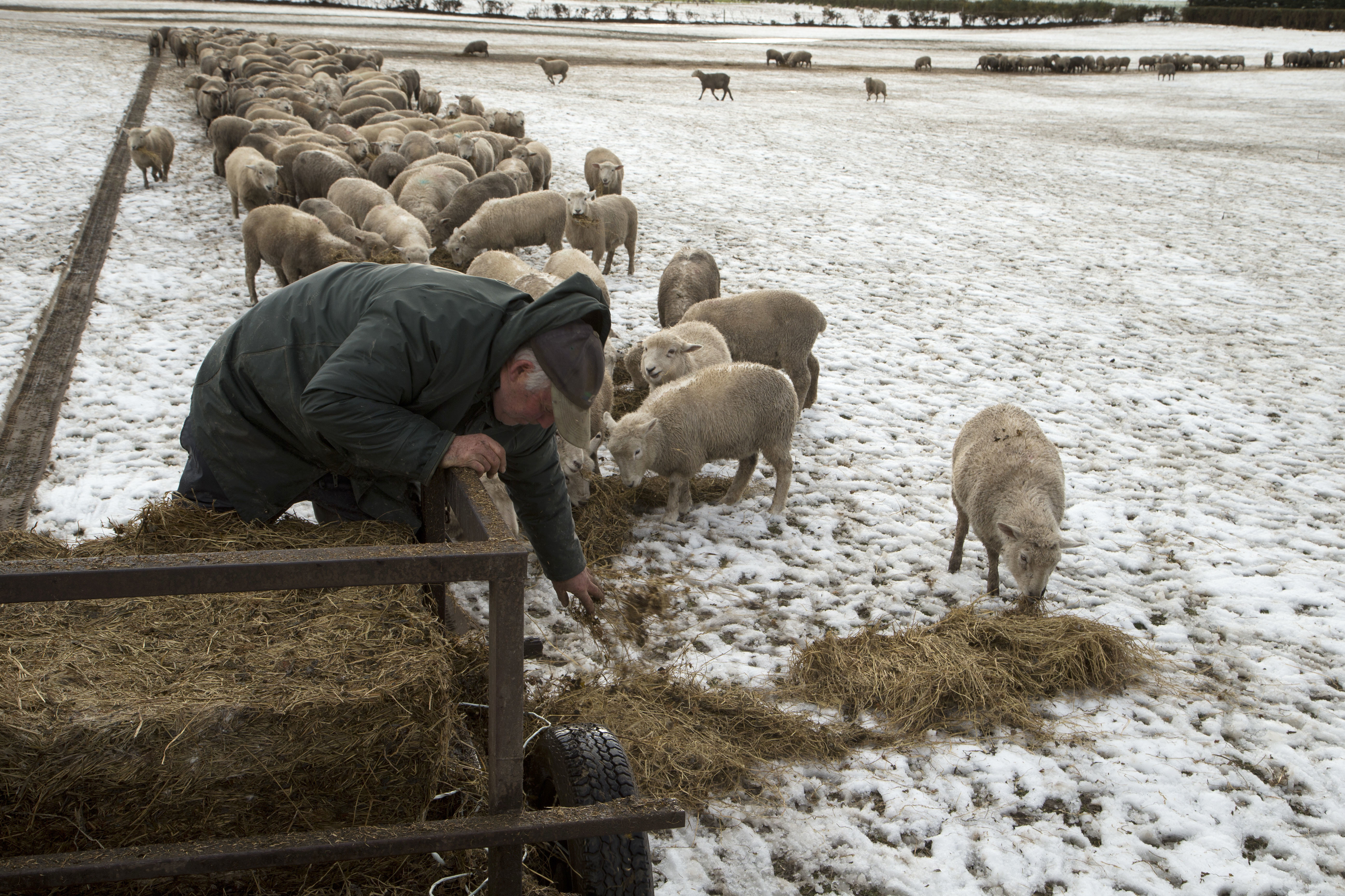 Фермер подхвърля сено на овцете си върху снега в Нова Зеландия
