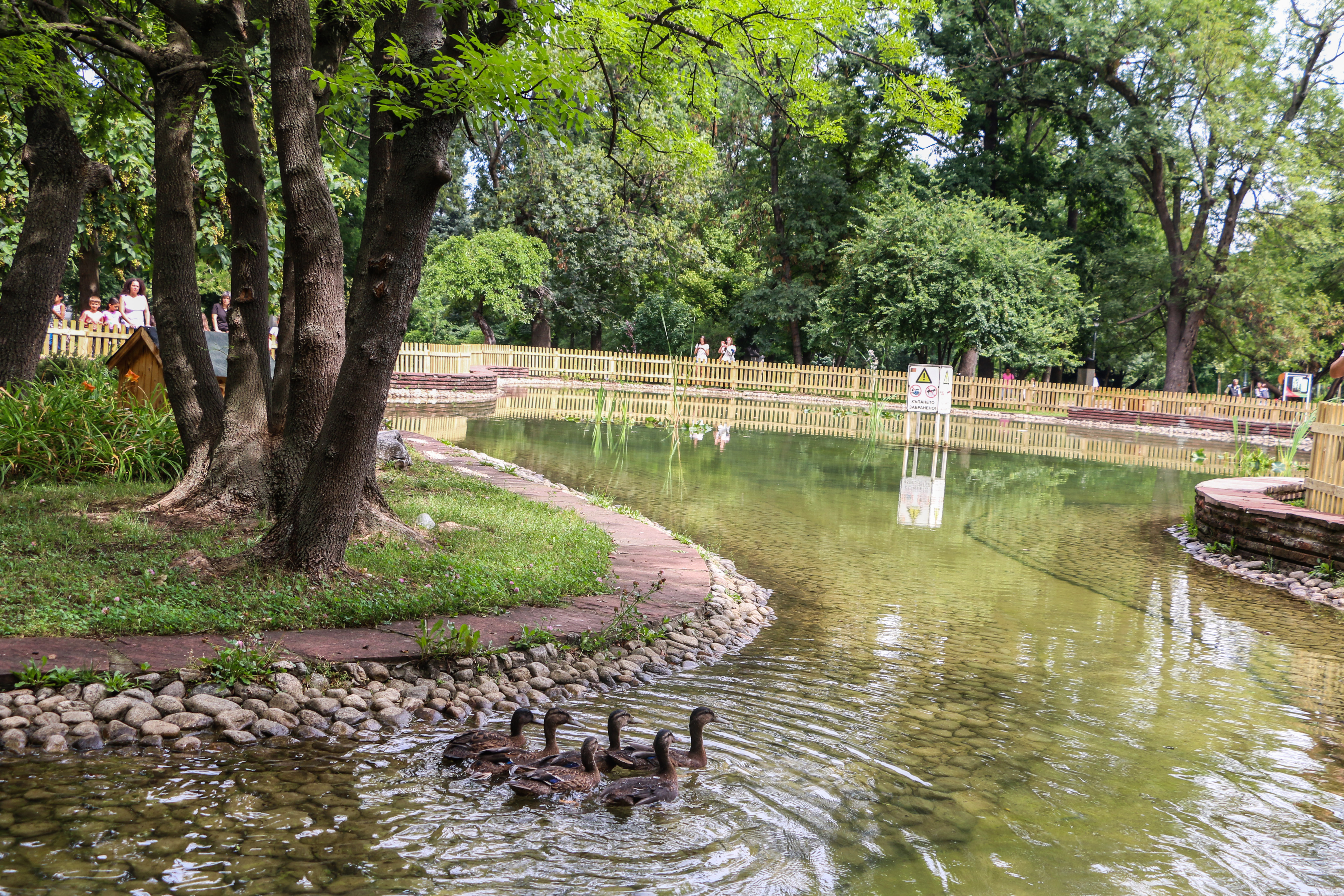 Патетата в ”Патешкото езеро” в Борисова градина